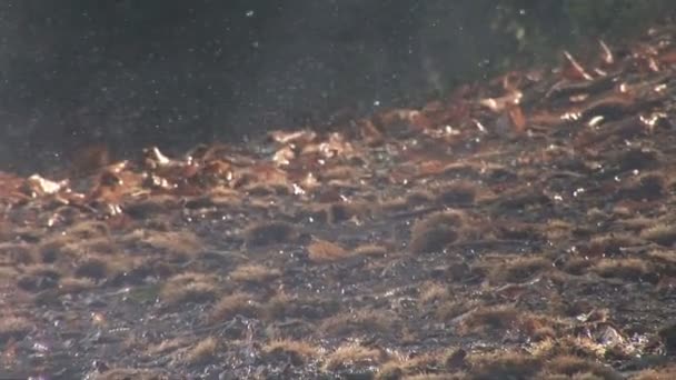 Le déluge dans la forêt .