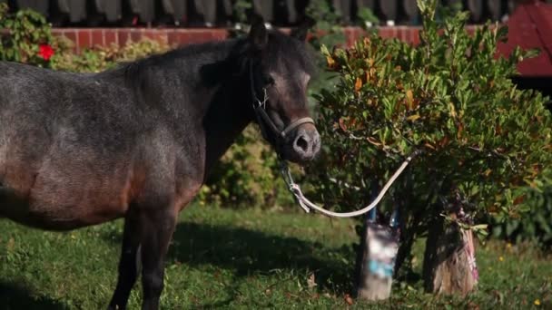 Caballo de caballo atado a un arbusto mientras come hierba — Vídeo de stock
