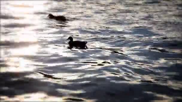 Patos nadando no lago de Bled — Vídeo de Stock
