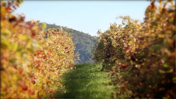 Vignoble — Video