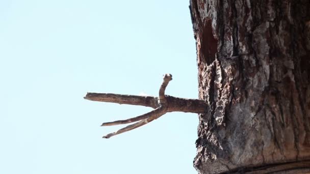 Tiro del pájaro en la casa del árbol — Vídeos de Stock