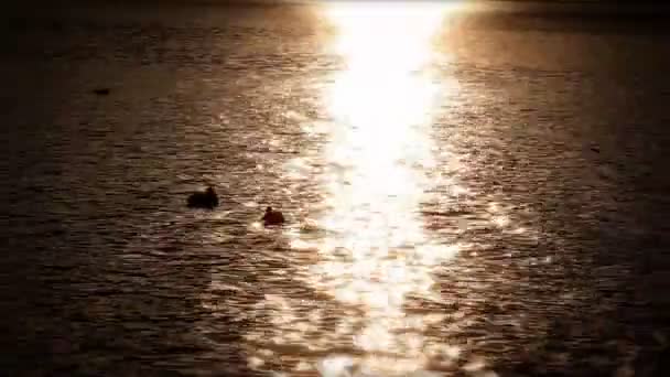 Pájaro nadando en el lago — Vídeos de Stock