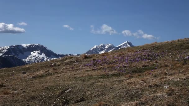 Mountains in Slovenia in spring with blossom flowers and snow — Stock Video