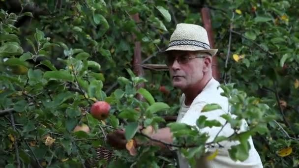 Літній чоловік збирає яблука восени — стокове відео