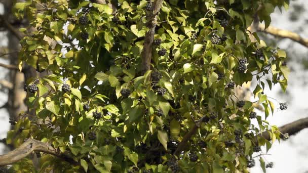 Закрыть листья на дереве — стоковое видео
