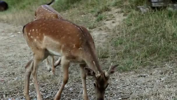 Hirsche suchen — Stockvideo