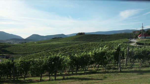 Jeřáb shot z sceneric vinic s úžasnou krajinou v pozadí a odraz slunce v kameře — Stock video