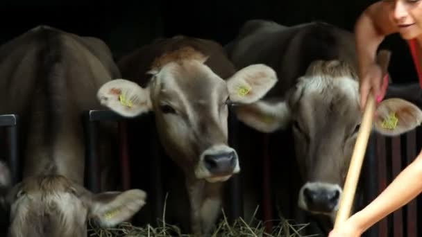 Femme nourrissant les vaches avec du foin — Video