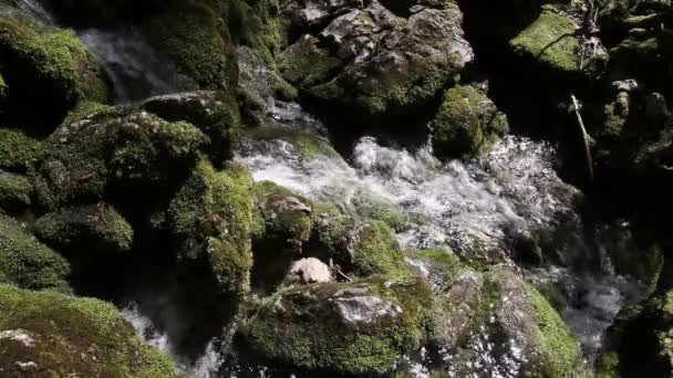 Todavía tiro de un arroyo corriendo a través de musgo y piedras — Vídeos de Stock