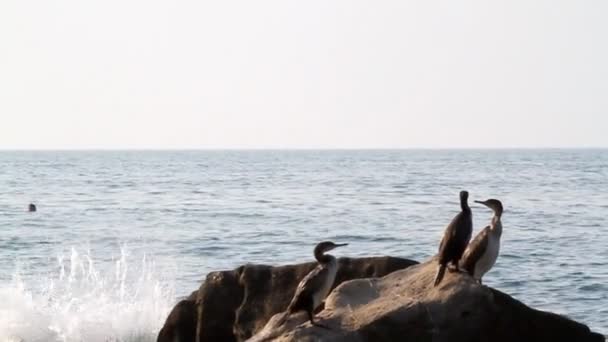 Man jumps from the rock — Stock Video