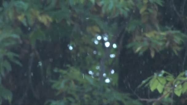 Het is een regenachtige dag in het bos — Stockvideo