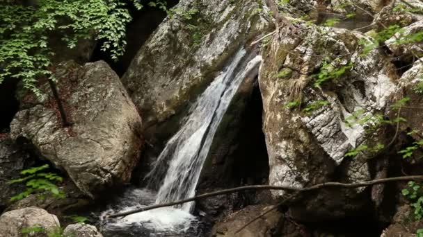 Arroyo en bosques — Vídeos de Stock