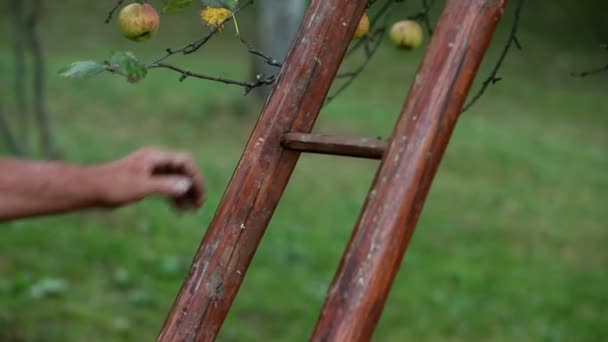 Крупним планом літній чоловік розрізає драбину і збирає яблука — стокове відео