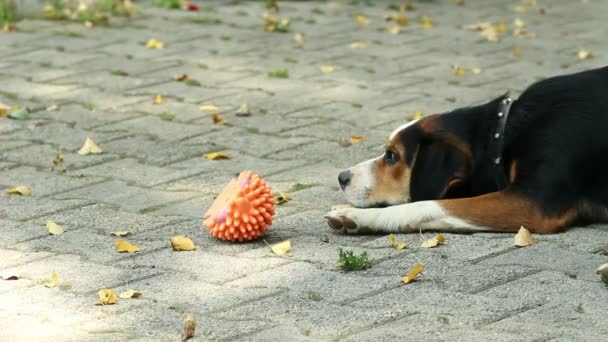 Onun en sevdiği oyuncak ile oynayan köpek — Stok video