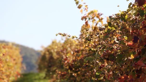 Wineyard in de herfst — Stockvideo