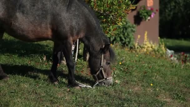 Young woman caressing pony horse — Stock Video