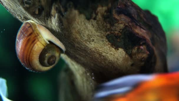 Primer plano de un caracol de mar en el acuario — Vídeo de stock