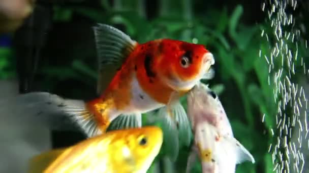 Close up shot of a gold fishes in a fish tank — Stock Video