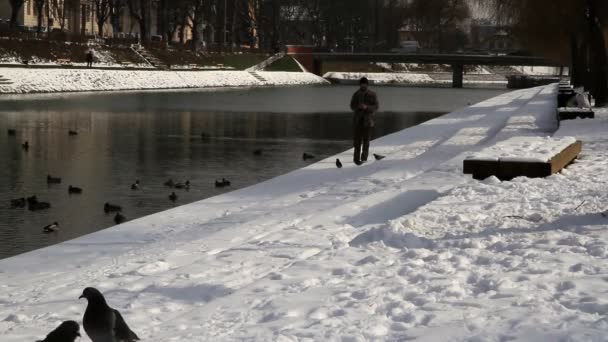 Un disparo de patos en el río y un hombre que los alimenta. — Vídeos de Stock