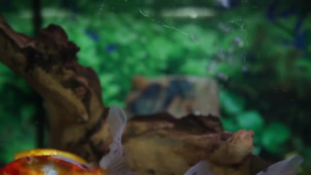 Close up shot of a fish tank — Stock Video