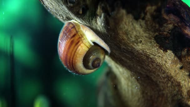 수족관에는 바다 달팽이의 촬영을 닫습니다 — 비디오