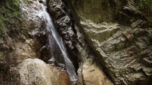 Tiro de arroyo de piedras en el bosque — Vídeos de Stock