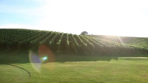 Shot van het rijden door de wineyard en de golfbaan met speciale zon reflectie — Stockvideo