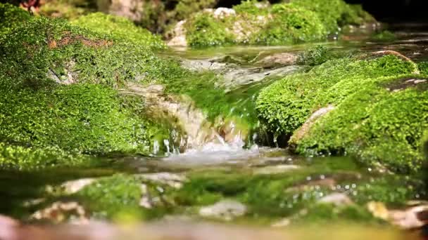Stále shot peřejí řeky v lesích s odrazem v zelené barvě — Stock video