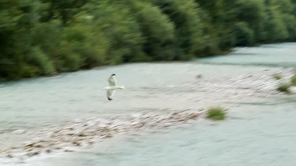 Vogel auf dem Felsen — Stockvideo