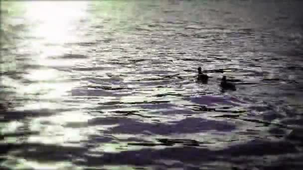 Ducks swimming in Bled's lake — Stock Video