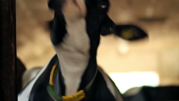 Ασπρόμαυρη αγελάδα κοιτάζοντας την κάμερα — Αρχείο Βίντεο