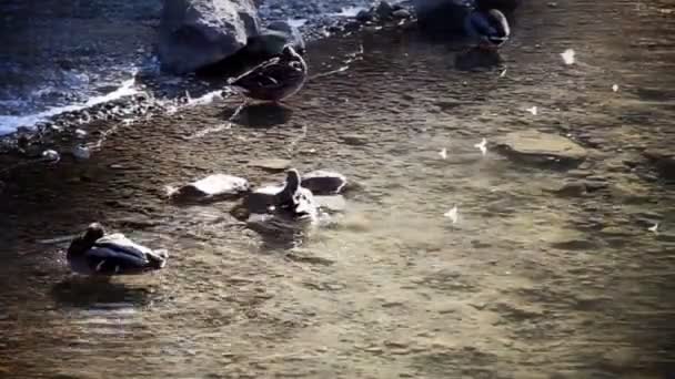 Varios patos en el lago y en la orilla — Vídeos de Stock