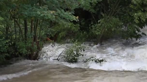 分支上流淌的河水中的视图 — 图库视频影像