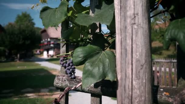 Shot of a group of young people visiting an old but very preserved farm — Stock Video