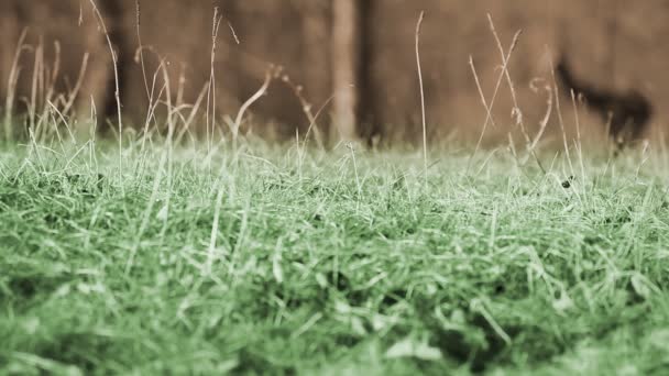 Masih ditembak rumput dari perspektif katak — Stok Video