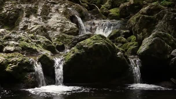 Małe rzeki w lesie — Wideo stockowe