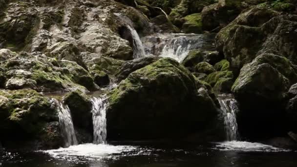 Pequeño río en el bosque — Vídeos de Stock