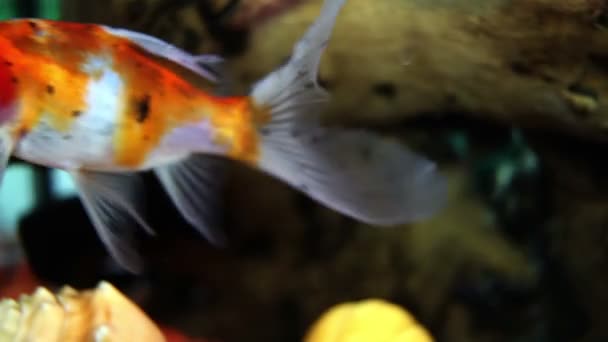 Close up shot of snail and fishes in the fish tank — Stock Video