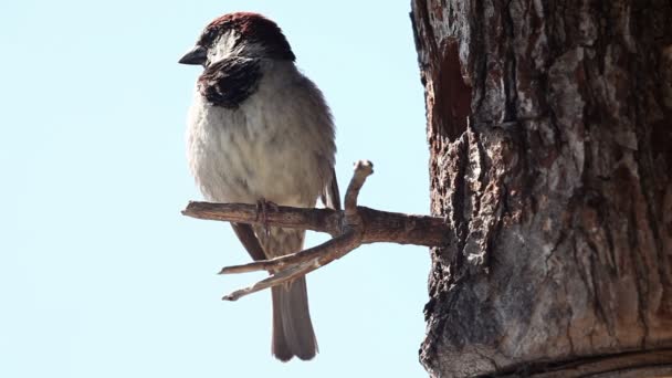 Tiro del pájaro en la casa del árbol — Vídeo de stock