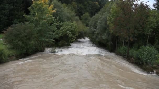 Rivière qui coule dans les bois 