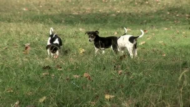 Köpekler çimlerde. — Stok video