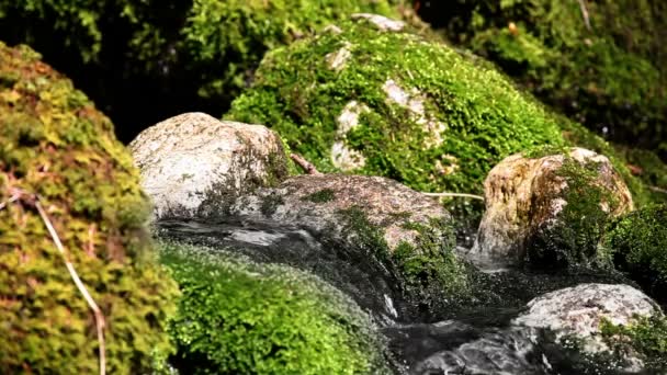 Immer noch Schüsse von Stromschnellen im Wald — Stockvideo