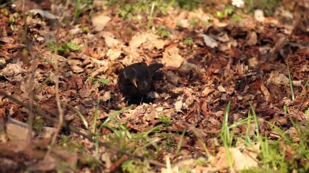 Oiseau à la recherche de nourriture — Video