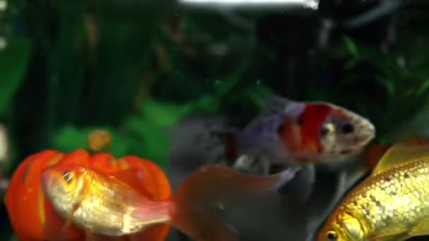 Gros plan d'un poisson doré dans un aquarium — Video