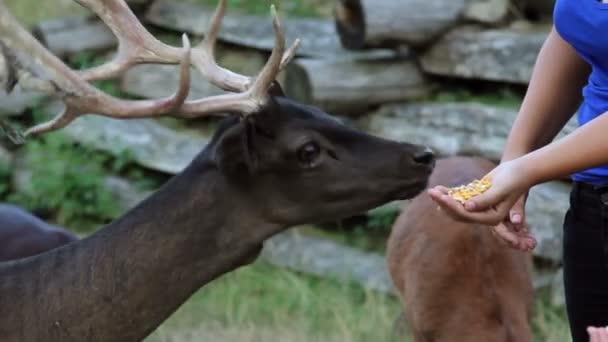 Couple de touristes nourrir les cerfs avec du maïs — Video