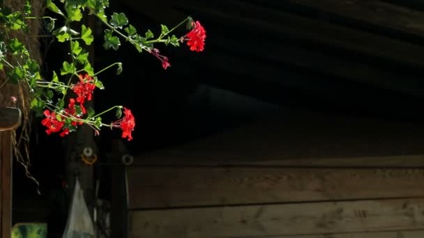 Vacker kvinna att lukta röda blommor — Stockvideo