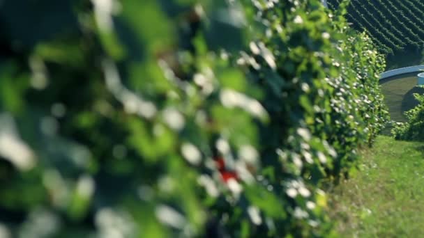Närbild bild skott av perfekt blad i vingården som är ljus upp — Stockvideo