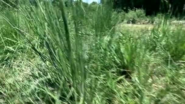 Rivière coule à travers la belle nature intacte 