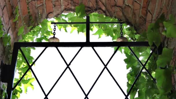 Iron fence sourrounded with vine — Stock Video