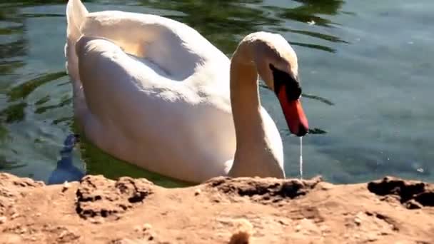 Swan in lake searching for food — Stock Video